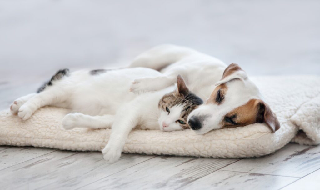 How to rent to pet owners and still have the perfect tenancy