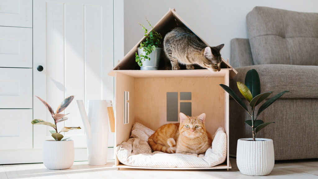 Is it getting easier to have pets in rented accommodation?